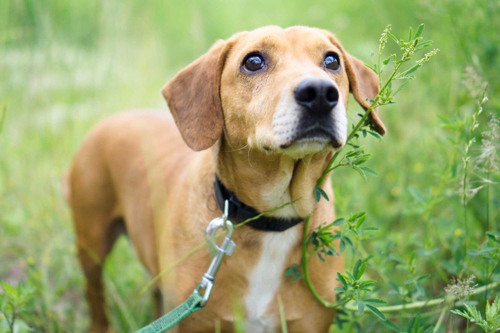 6 letni Frobi szuka domu!