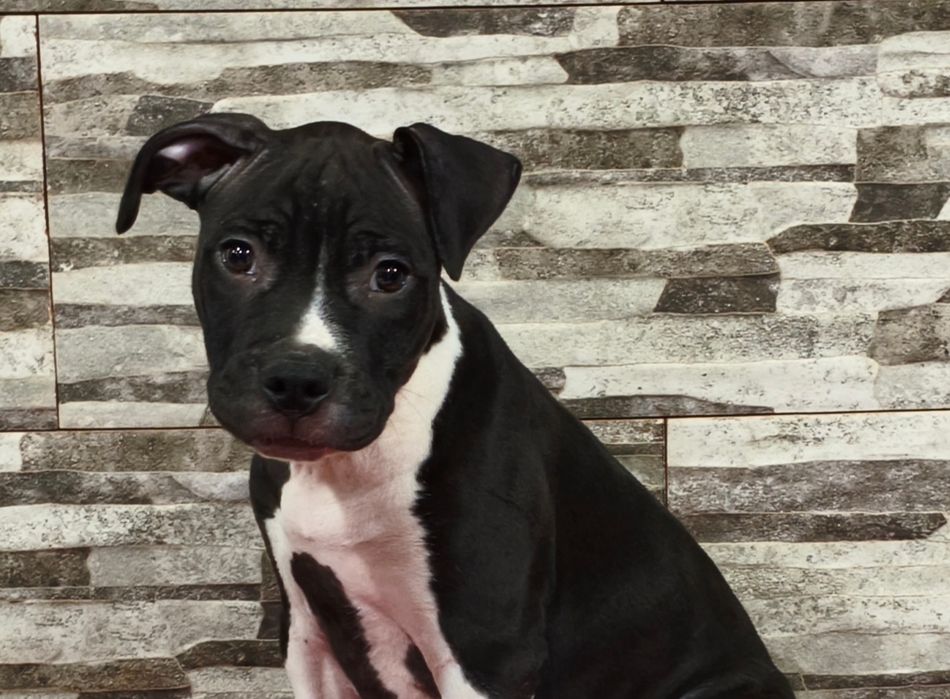 Fêmea American Staffordshire Terrier