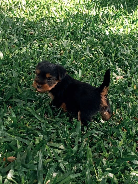 Fêmea Yorkshire Terrier