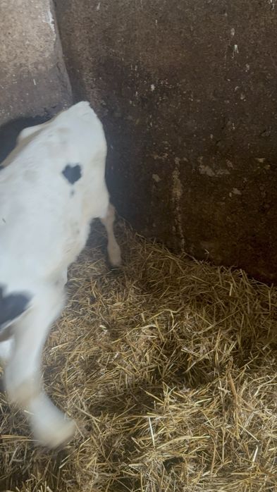 Sprzedam jałóweczkę czarno biała 3tyg