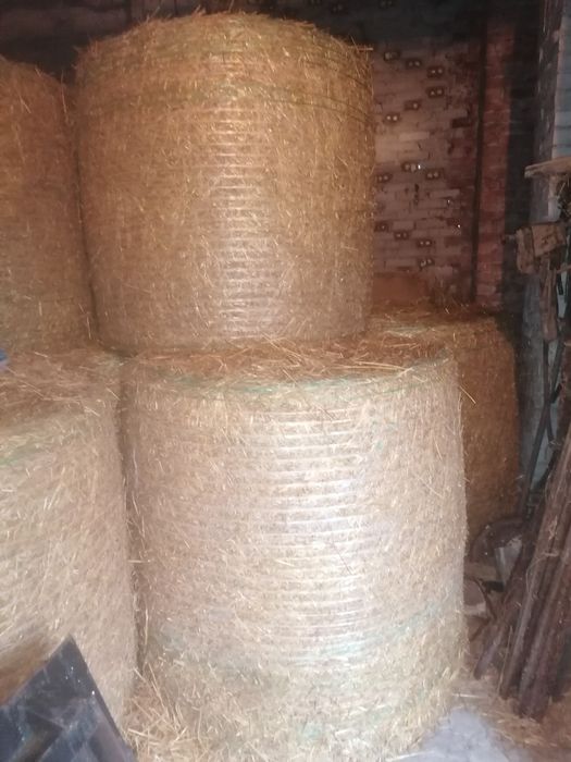 Słoma owsiana sprzedam