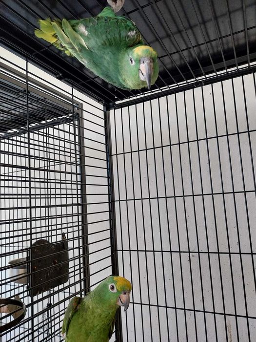 Amazonas Ochrocephala