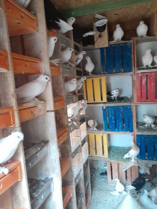 Sprzedam widyny, winery i blauwindry