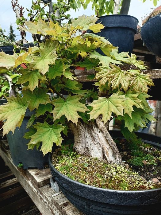 Grab bonsai yamadori