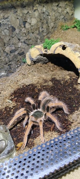 Ptasznik samica z terrarium