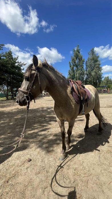 Konik polski wałach 4 lata pod siodło