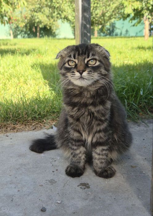 Кошеня скотиш фолд