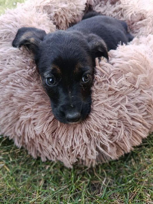 Pokochaj Misty daj dom