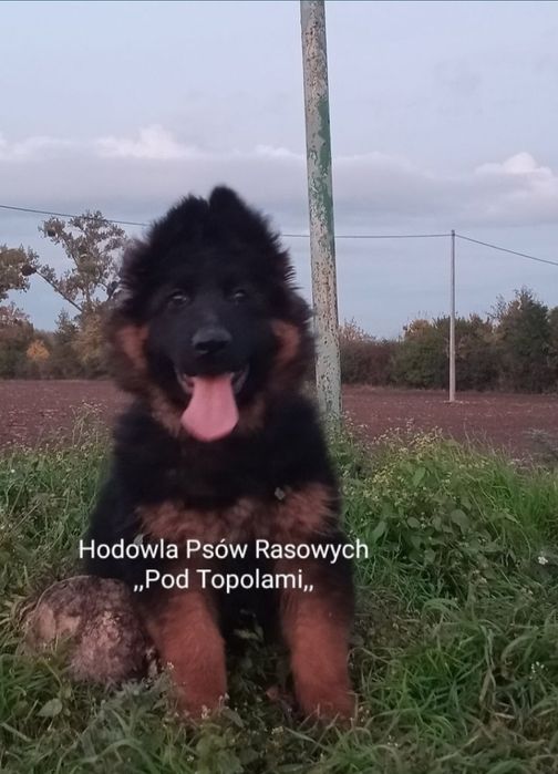 POTĘŻNY/Owczarek niemiecki długowłosy