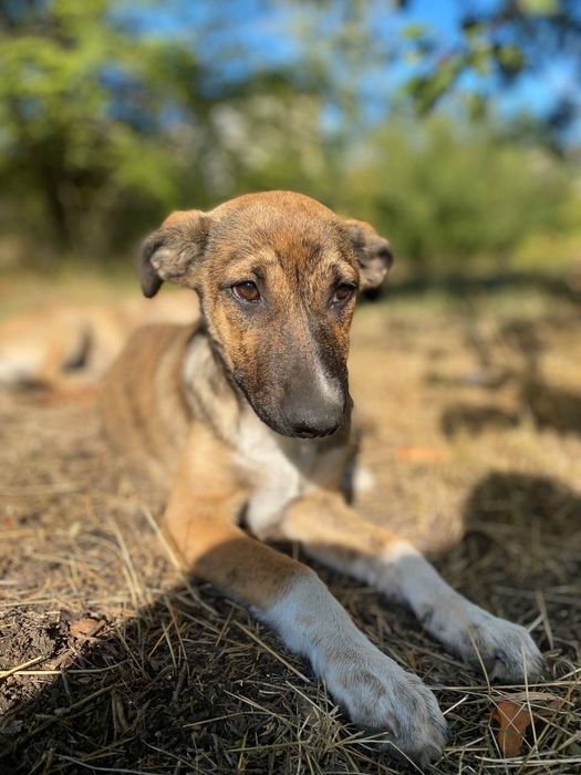 Цуцики(цуценята, щенки) шукають дім, вік 5міс