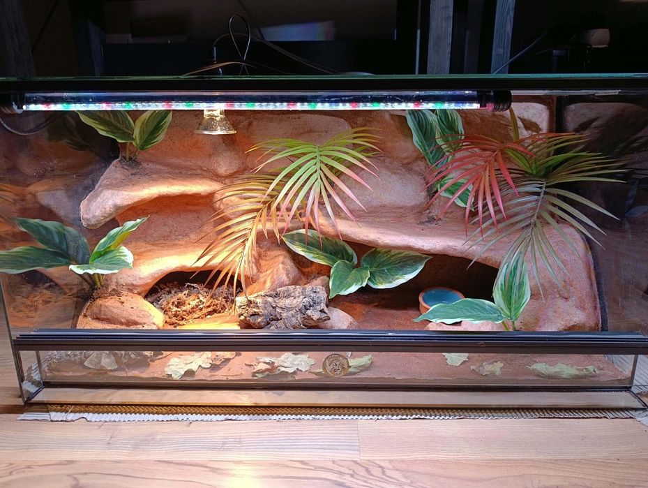 Terrarium 80x40x40 od ręki gekon lamparci