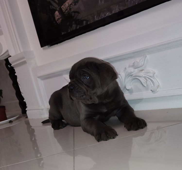 Сірий красень кане корсо,,Марф,,