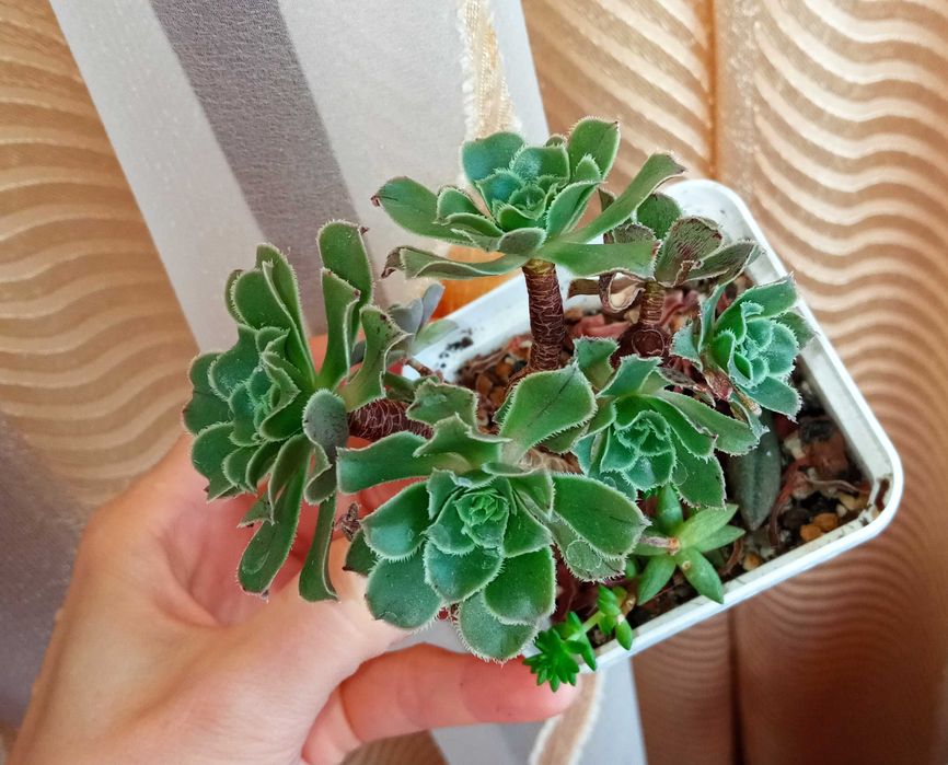 Продам излишки своих домашних цветов суккуленты эониум