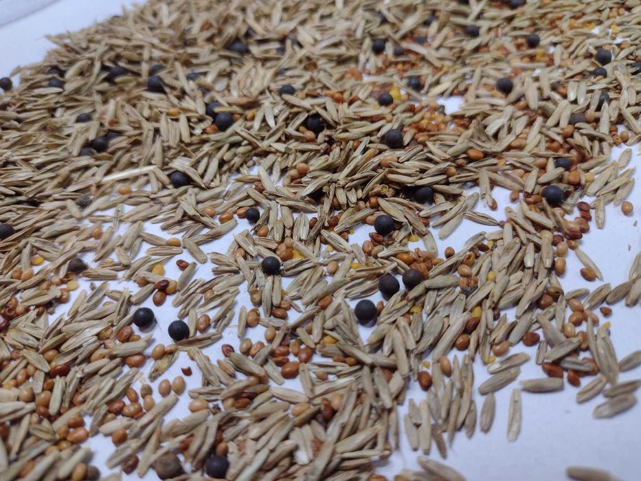 Mieszanka Gorzowska, jara/ozima, wyka, życica, inkarnatka