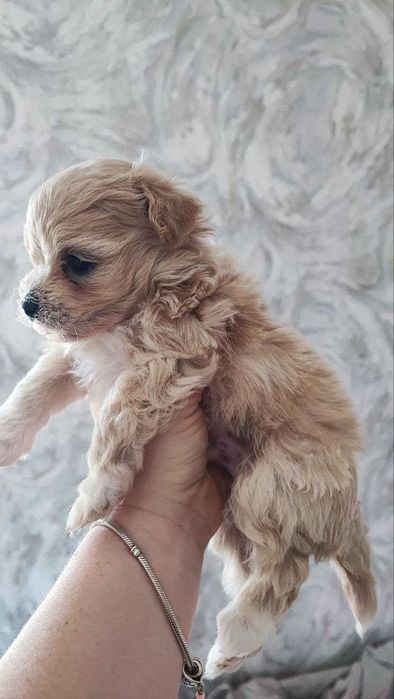 Продам мальтіпу F1 babyface