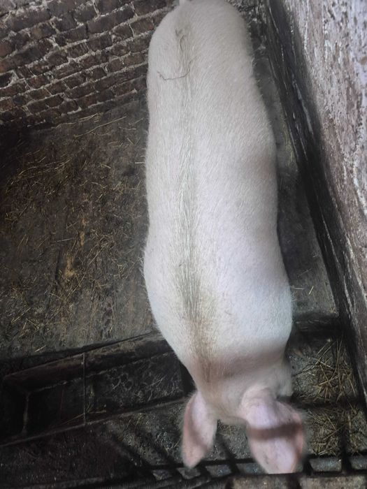 Свині на домашніх кормах