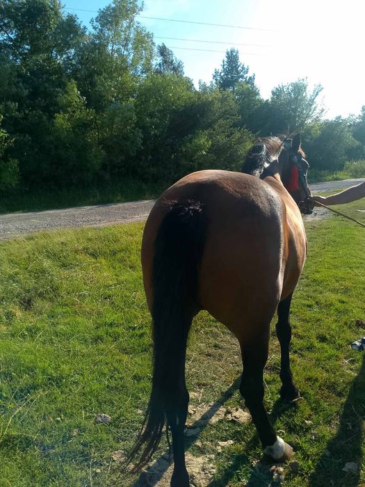 Продається кобила!