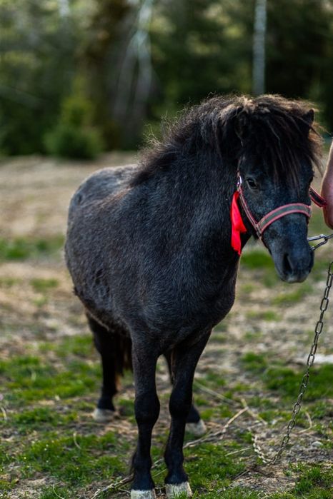 Ogier kucyk zamienię
