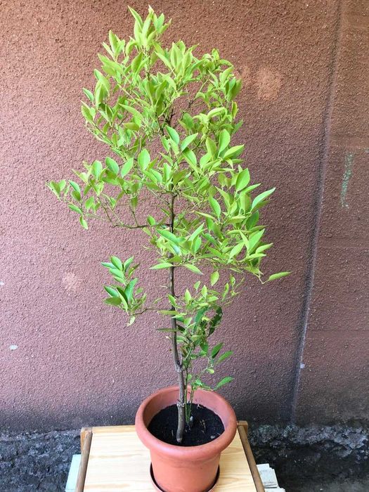 Дерево лимона большое, декоративное  высота 1м. 10 см.