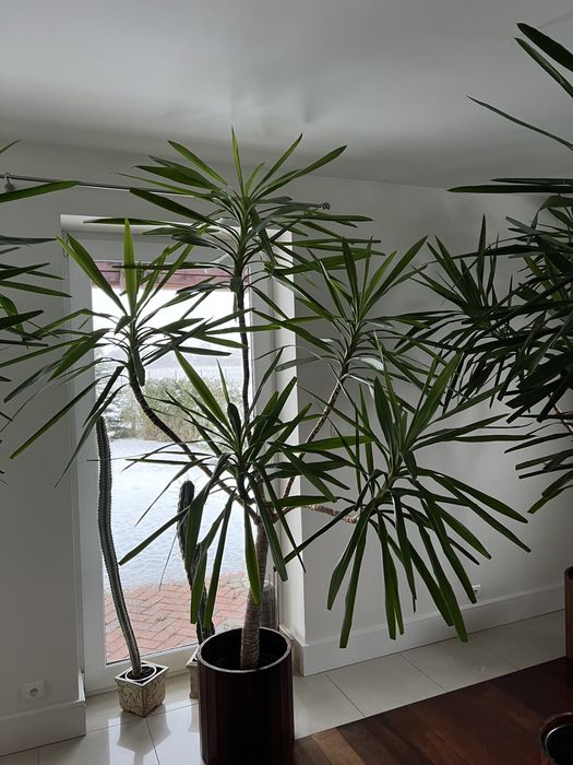 Sprzedam Yukki giganty