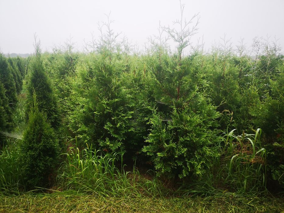 Tuja Brabant 200-240cm