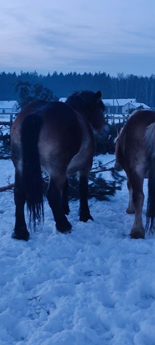 Konie zimnokrwiste księgi głòwne
