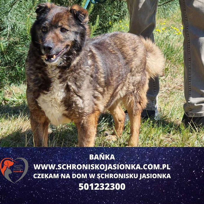 Bańka do adopcji – Schronisko Jasionka