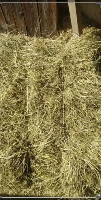 Sprzedam siano w kostkach nowy zbiór 2025r