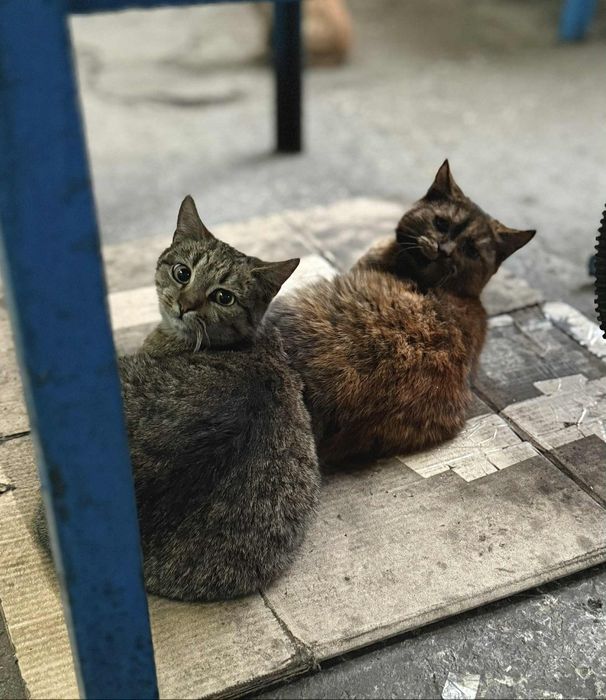 Котята ищут семью. Котенок бесплатно. Кот. Кошка. Кошечка даром