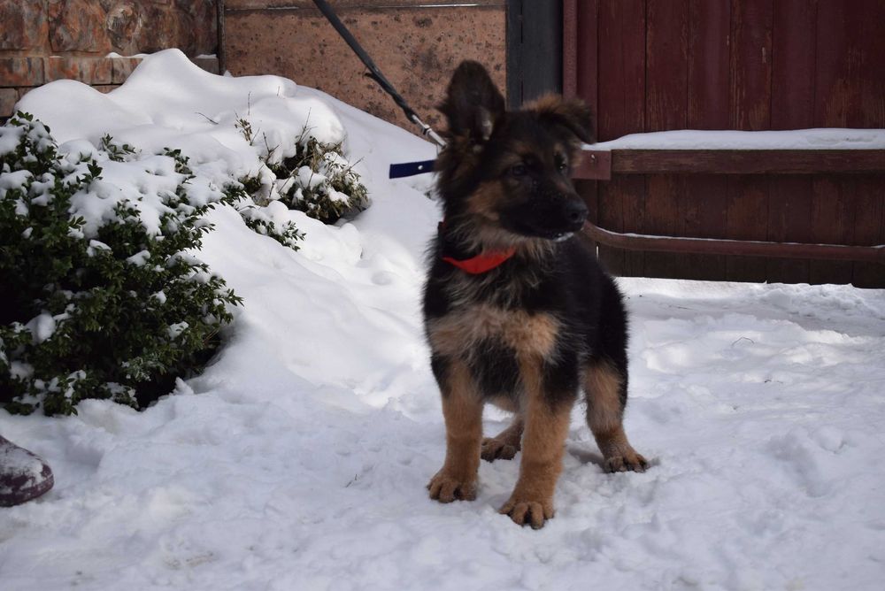 Готові до переїзду  КСУ 5 місяців