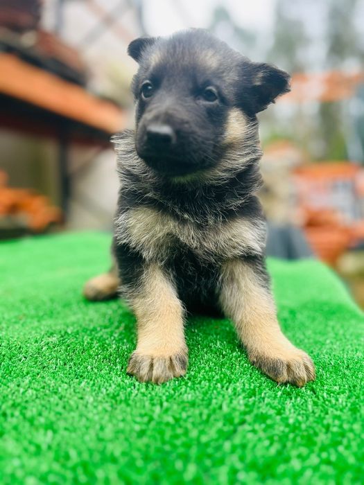 Pastor alemão disponível