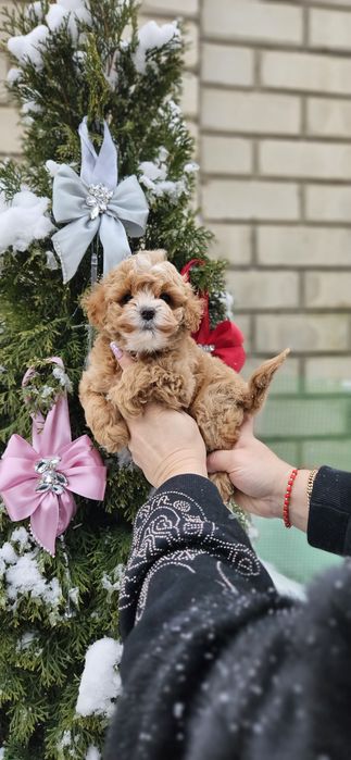 Девочка мальтипу 2мес .