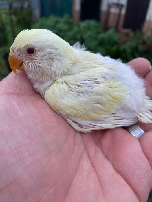 Agapornis domesticado