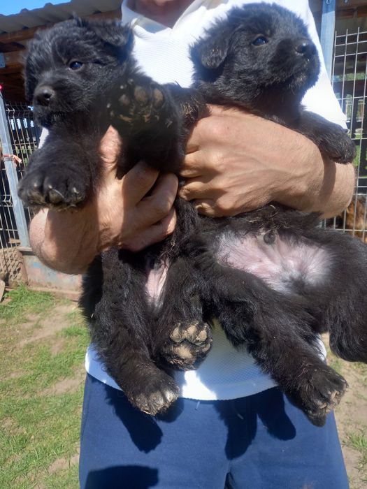 Owczarek Niemiecki Długowłosy