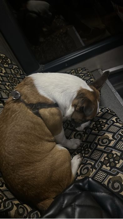 Знайдено собаку, шукаєм господарів