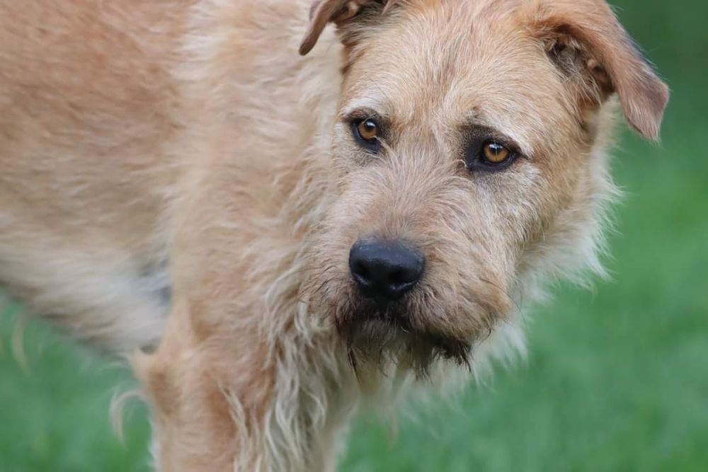 Karmel , piękny olbrzym do pokochania