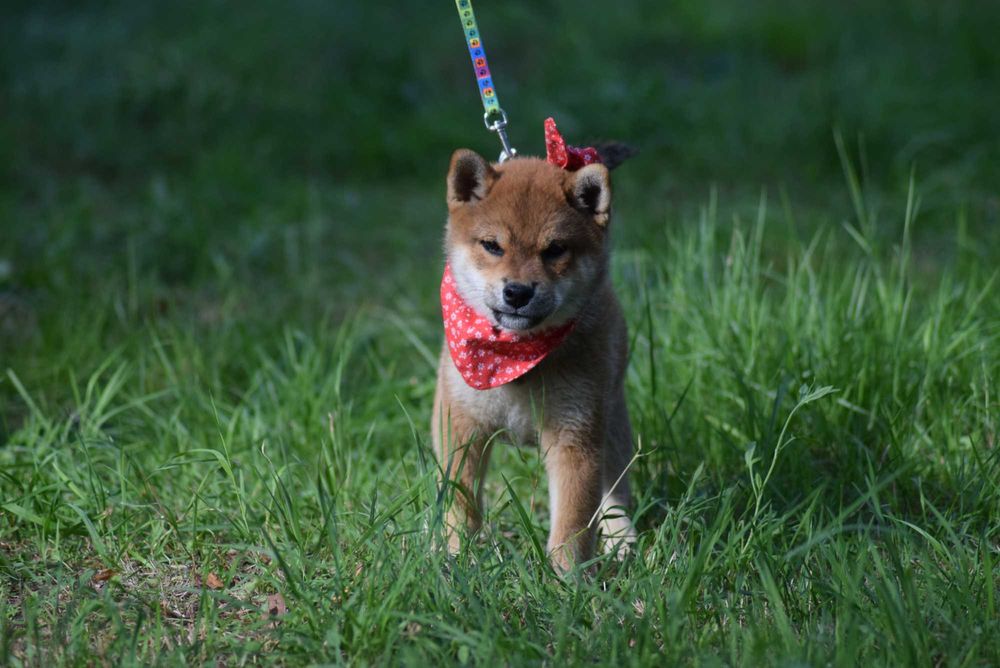 Shiba inu samiec z rodowodem ZKwP FCI