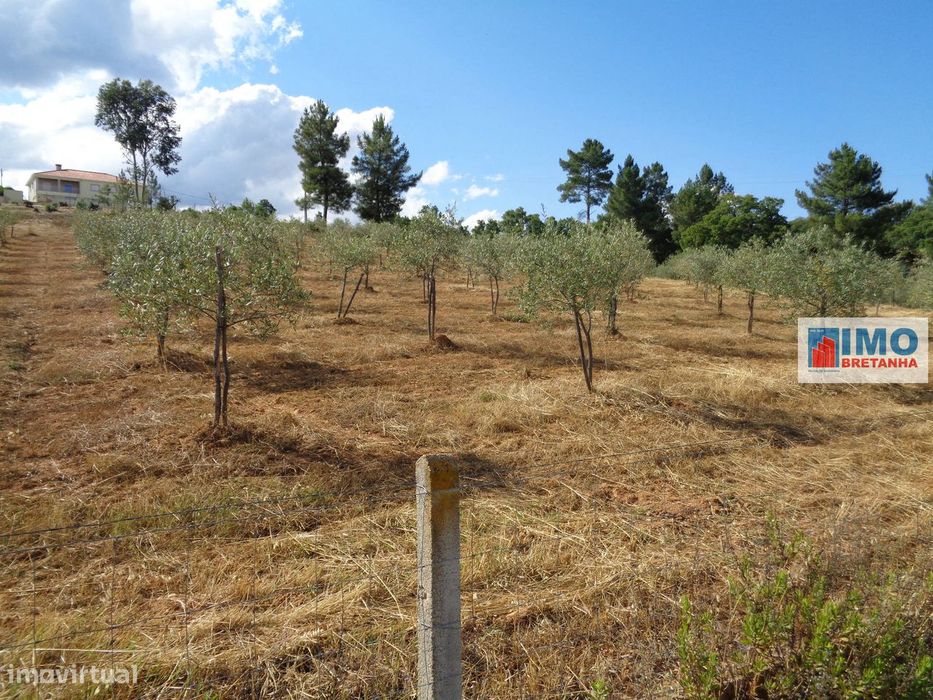 Lote de Terreno Agricola  - Dominguiso — Dominguizo, Castelo Branco