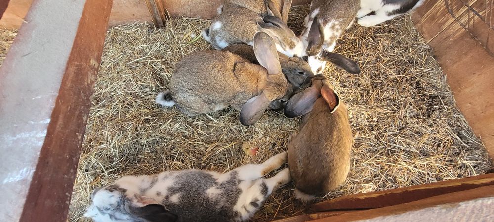 Sprzedam samca (bury)