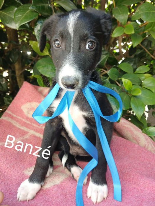 Banzé para adoção muito responsável