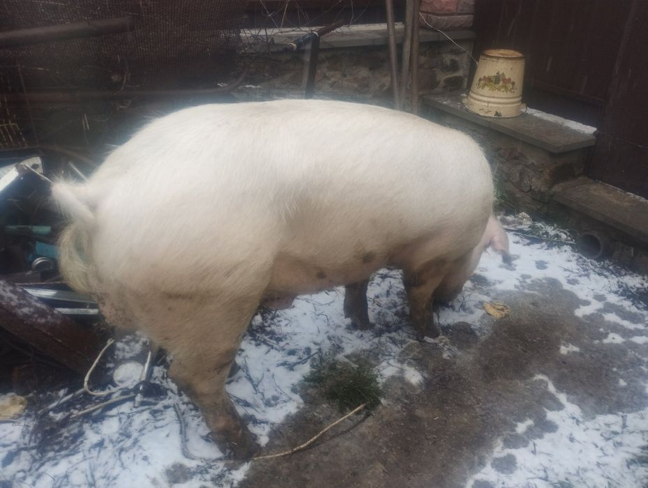 Продам кнура Біла велика