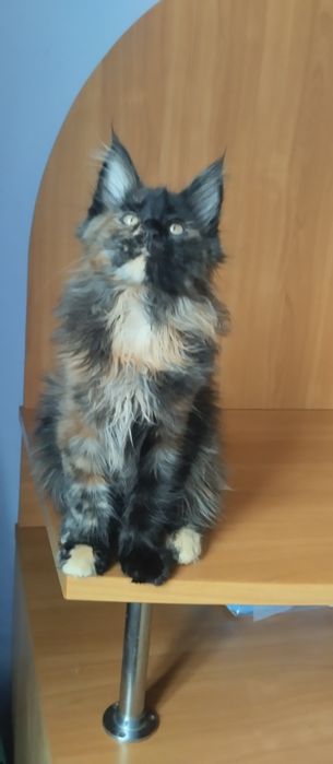 Мейн Кун девочка, окрас черепаховый. Возраст 3 месяца