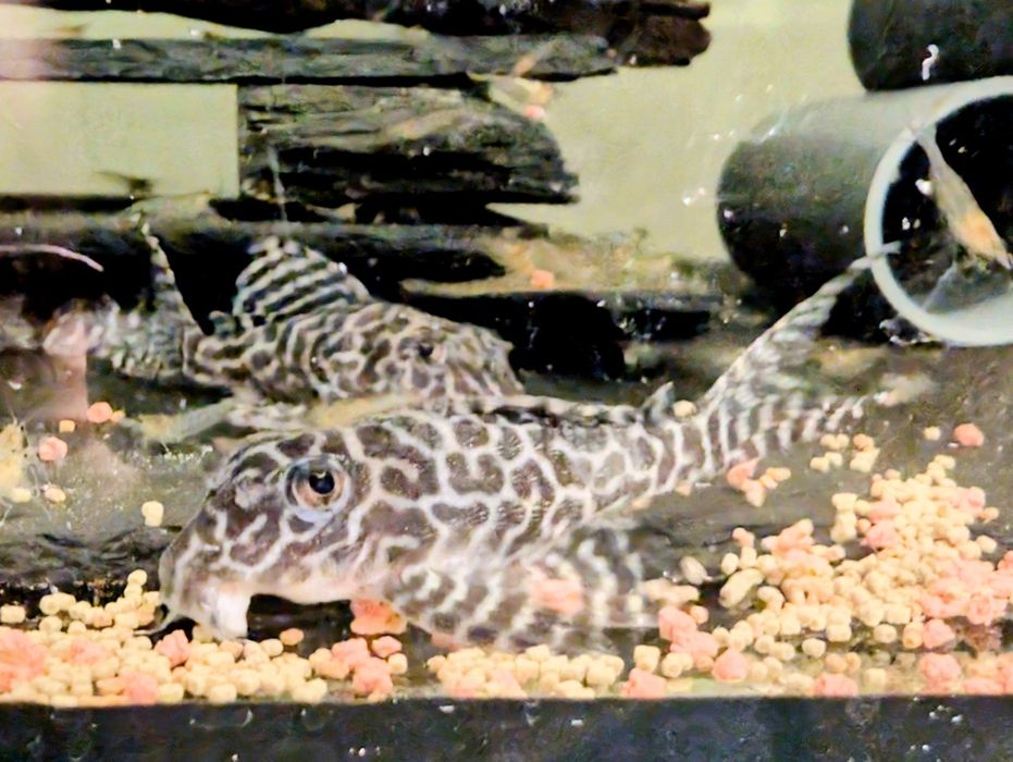 L066 hypancistrus juvenis F1