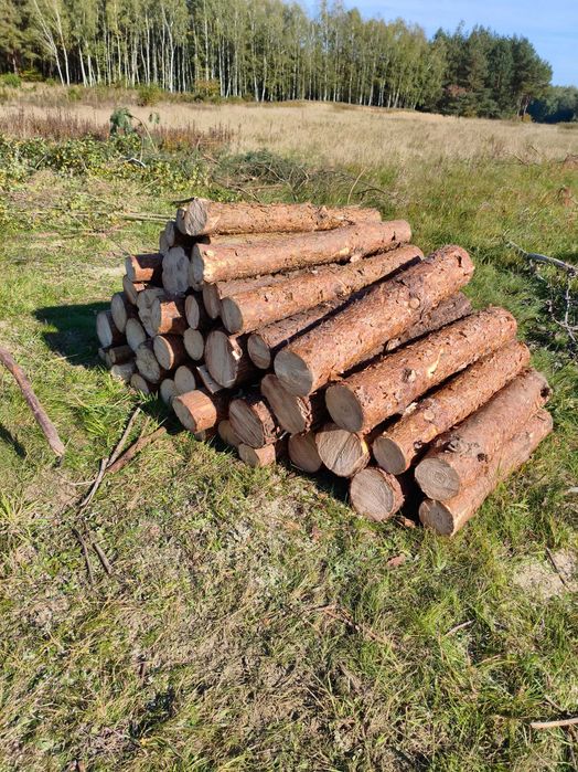 Drewno opałowe . Sprzedam Sosnę. Rezerwacja pociętego na metry