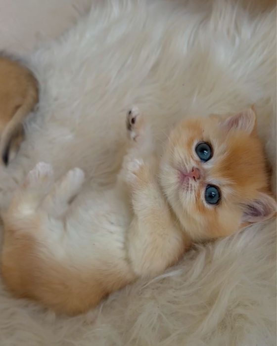 Золоті британські шиншили кошенята хлопчик та дівчинка