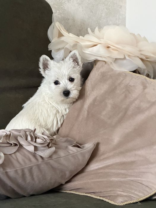 West terrier piesek