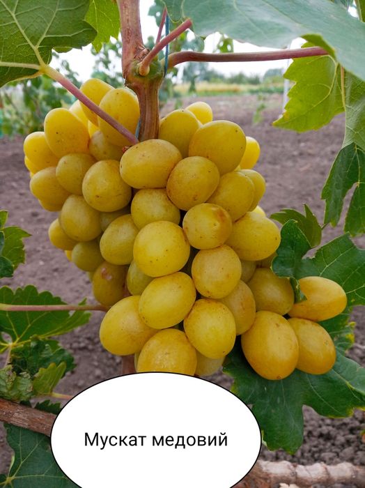 Чубуки винограду