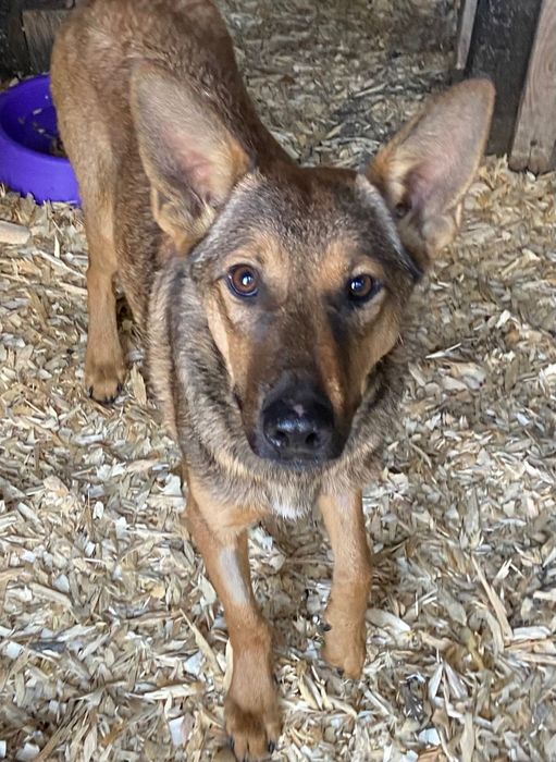 Ищет дом молодой пёсик Рыжик