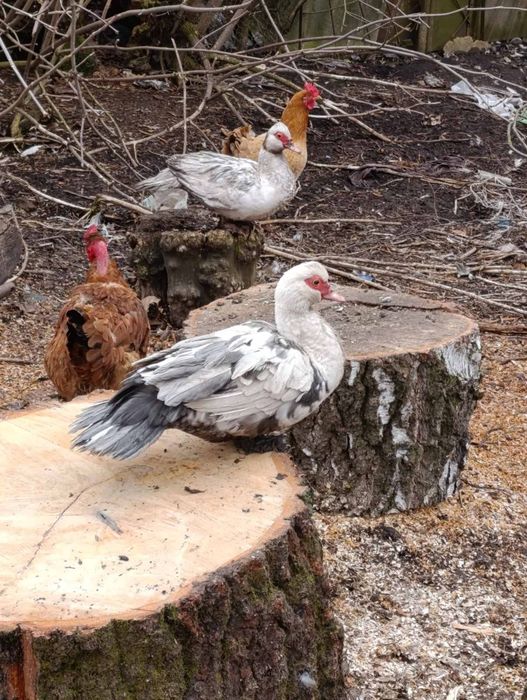 Продам качки шипуни