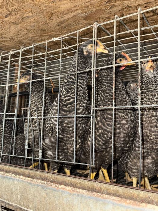 Продам молодих курей несучок домінант